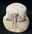 Champsosaurus Vertebrae (Cretaceous Reptile) #12699-1